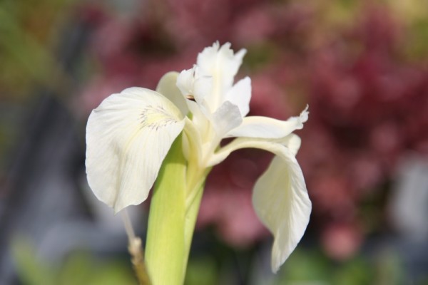 Iris pseudacorus `Creme de la Creme` - Wasserschwertlilie