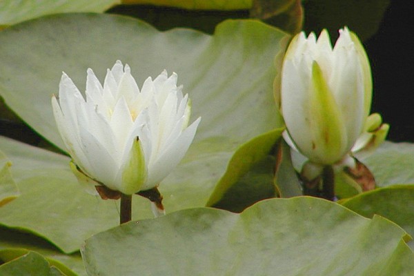 Nymphaea `Laura Strawn` - Winterharte Seerose