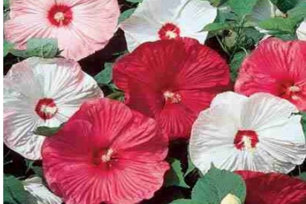 Hibiscus moscheutos `Galaxy` - Sumpfhibiskus-