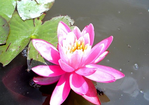 Nymphaea `Princess Elizabeth` - Winterharte Seerose