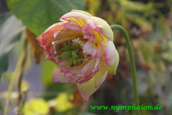 Nelumbo `Kleiner Frühling` - Lotosblume