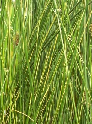 Juncus effusus `Gold Strike` - Flatterbinse