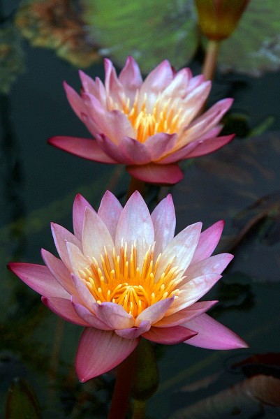 Nymphaea `Tropic Sunset` - Tropische Seerosenknolle