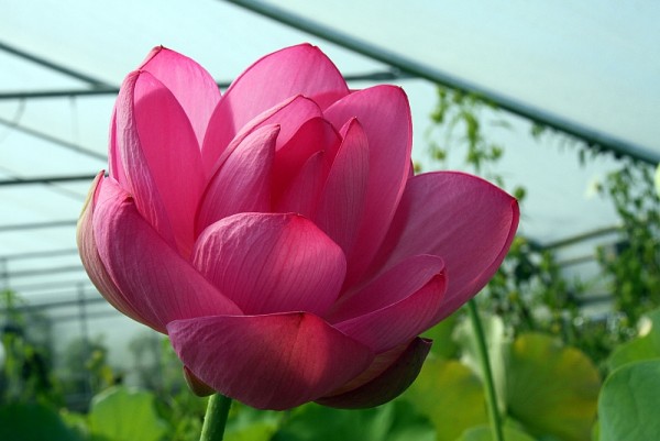 Nelumbo `Rosea Plena` - Lotosblume