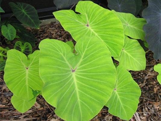 Colocasia esculenta `Elena` - Taro