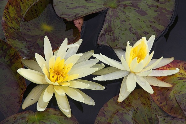 Nymphaea `Yellow Queen` - Winterharte Seerose