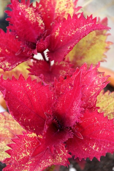 Solenostemon `Henna` - Buntnessel