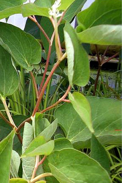 Saururus cernuus 'Ruminoides' - Molchschwanz