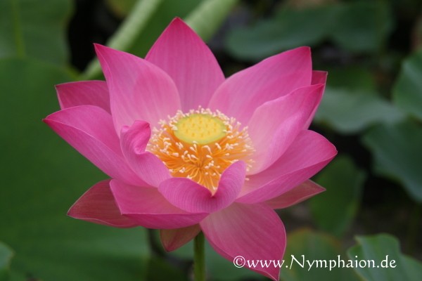 Nelumbo `Maggie Belle Slocum`- Lotosblume