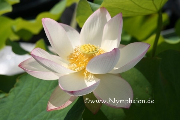 Nelumbo `Chawan Basu`- Lotosblume