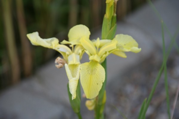 Iris pseudacorus `E. Turnipseed` - Wasserschwertlilie
