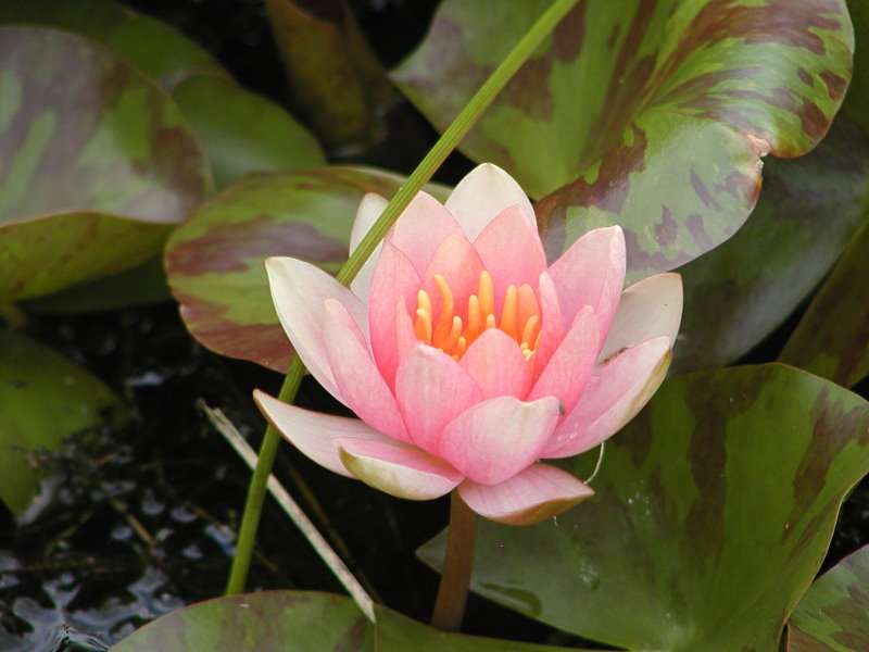 Nymphaea Chrysantha - Winterharte Seerose | Kleine Sorten | Seerosen