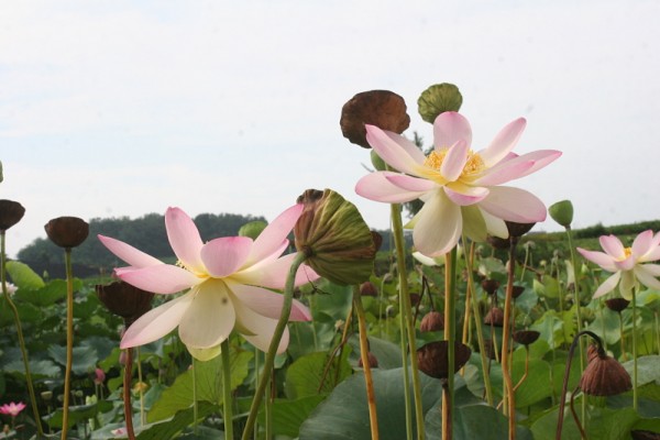 Nelumbo `Yonyeng` - Lotosblume