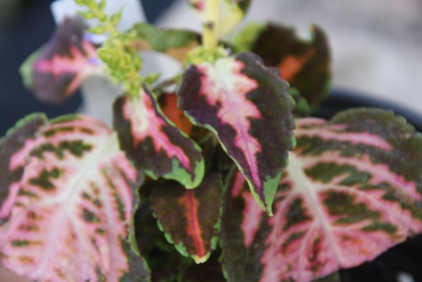 Solenostemon `California Sunset` - Buntnessel