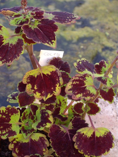 Solenostemon `Schokoladenküsse' - Buntnessel
