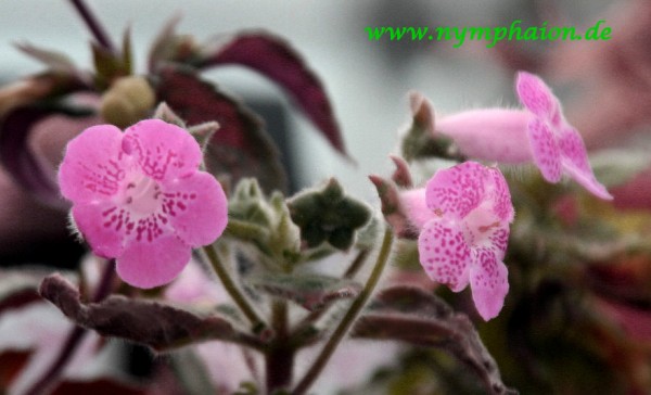 Kohleria `Ni`s Lisa` - Kohlerie