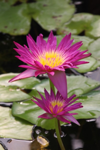 Nymphaea `Charlies Pride` - Tropische Seerose