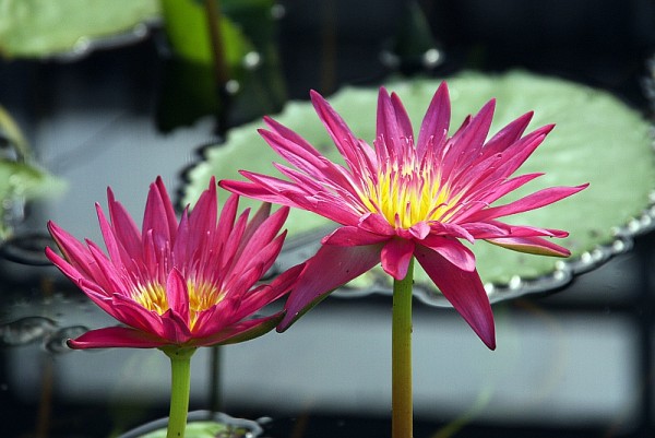 Nymphaea `Charlies Pride` - Tropische Seerosenknolle