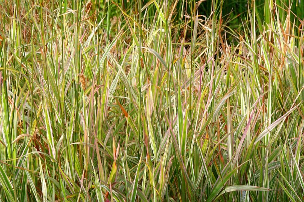 Phalaris arundinacea 'Strawberries and Cream' - Rohrglanzgras