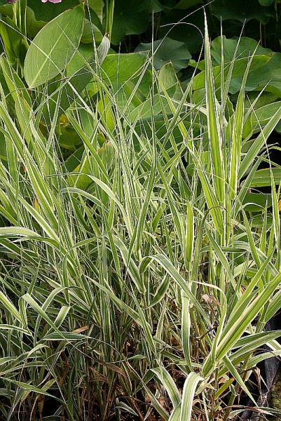 Arundo donax `Variegata` - Buntes Pfahlrohr