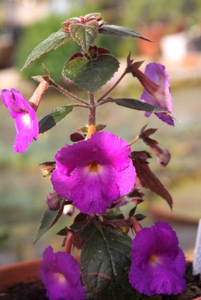 Achimenes `Wetterlows Triumph` - Schiefteller