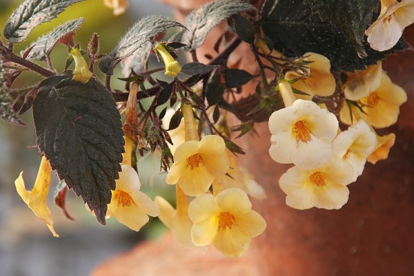 Achimenes `Yellow Beauty` - Schiefteller