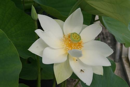 Nelumbo `Weisser Lotos vom Saikohji-Tempel` - Lotosblume