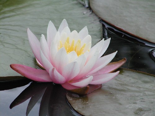 Nymphaea `Pink Opal` - Winterharte Seerose