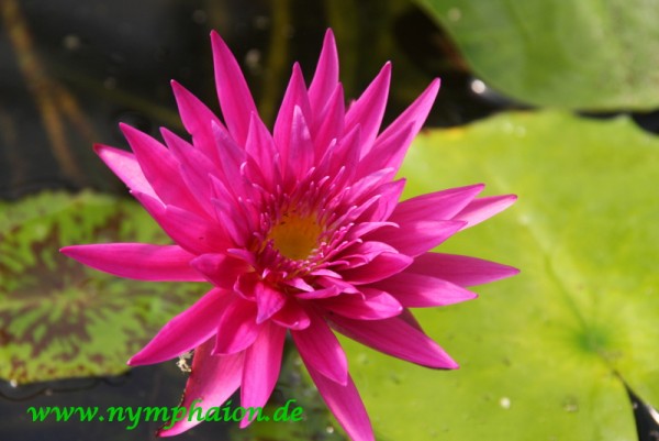 Nymphaea `Tropic Punch` - Tropische Seerose