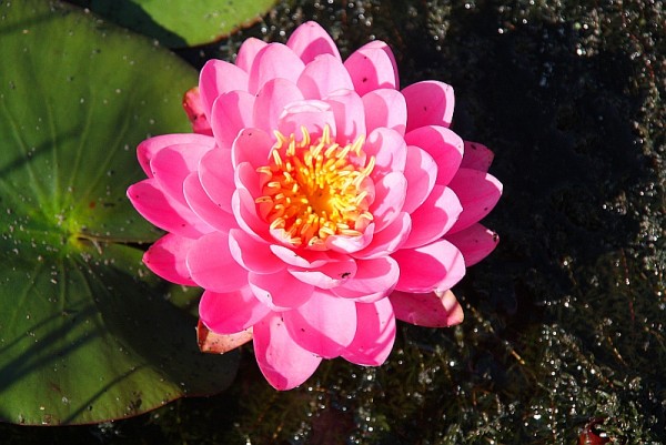 Nymphaea `Perry`s Fire Opal` - Winterharte Seerose