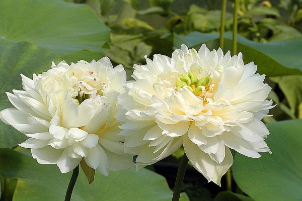 Nelumbo `Kurotanibyakuren` - Lotosblume