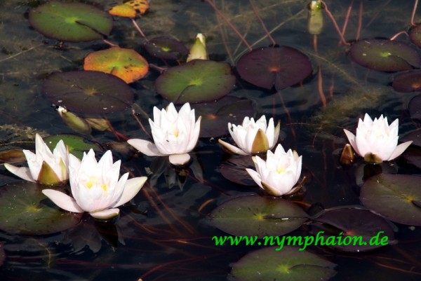 Nymphaea `Fridolfing` - Winterharte Seerose