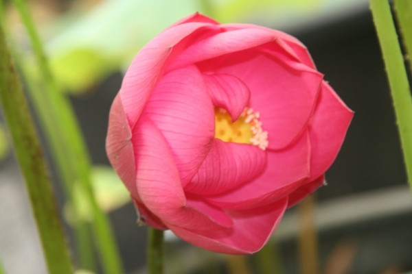 Nelumbo `Roter Lotos von Jen Joo` - Lotosblume