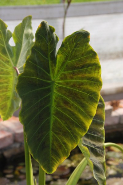 Colocasia esculenta `Coal Miner` - Taro