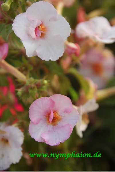 Achimenes `Rozi Roza` - Schiefteller