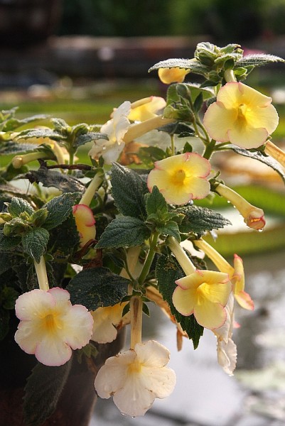 Achimenes `Fallen Angel`- Schiefteller