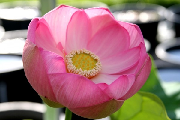 Nelumbo `Osiris` - Lotosblume