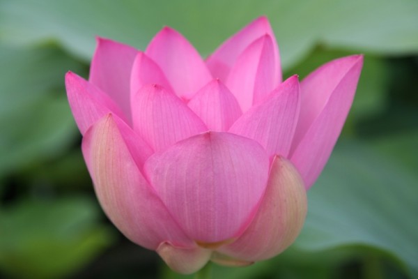Nelumbo `Ogha Hasu Sämling` - Lotosblume