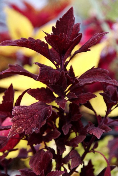 Solenostemon `Velvet Lace` - Buntnessel