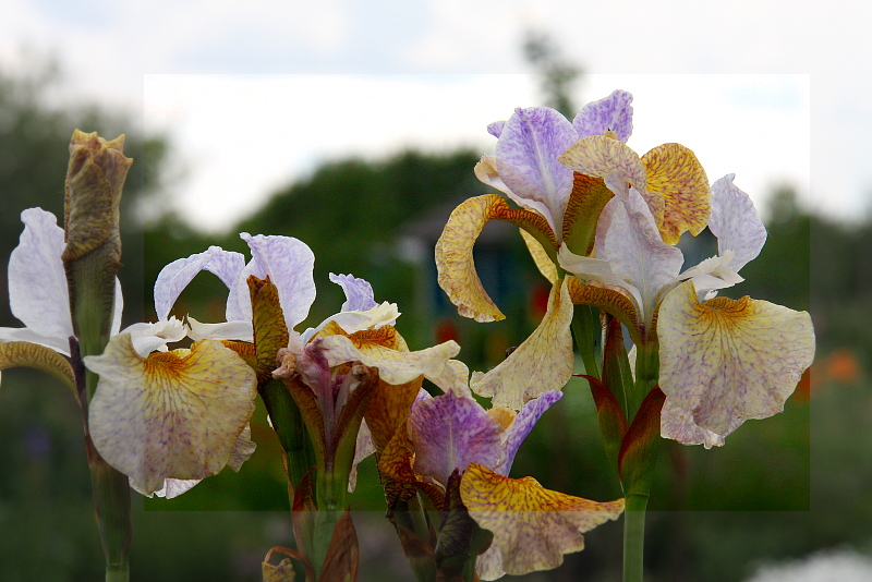 Iris-sibirica-Salamander-Crossing-01-06-14-02