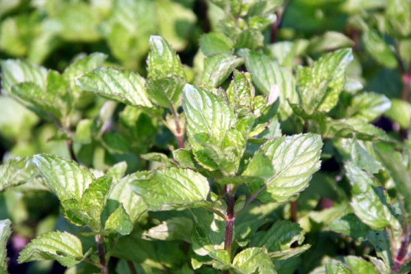 Mentha x piperita var citrata - Eau-de-Cologne-Minze