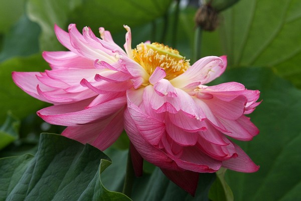 Nelumbo `Double Pink` - Lotosblume