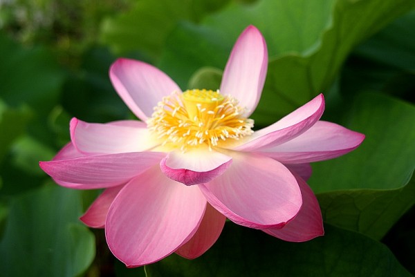 Nelumbo `Evening Shower` - Lotosblume
