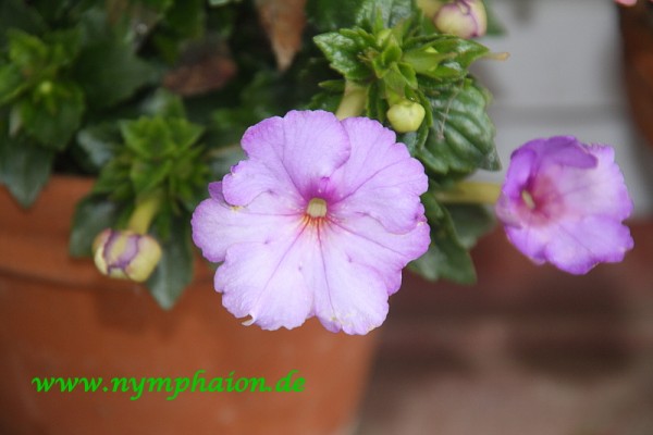 Achimenes `Crystalynn` - Schiefteller