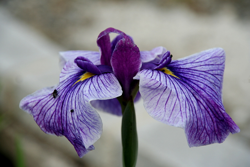 Iris-ensata-Blue-King-21-06-07-01