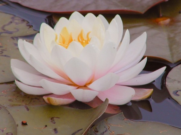 Nymphaea `Rosanna` - Winterharte Seerose