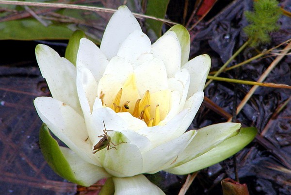 Nymphaea `Jasmin` - Winterharte Seerose