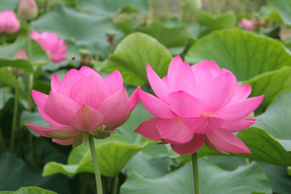 Nelumbo `Junyong` - Lotosblume