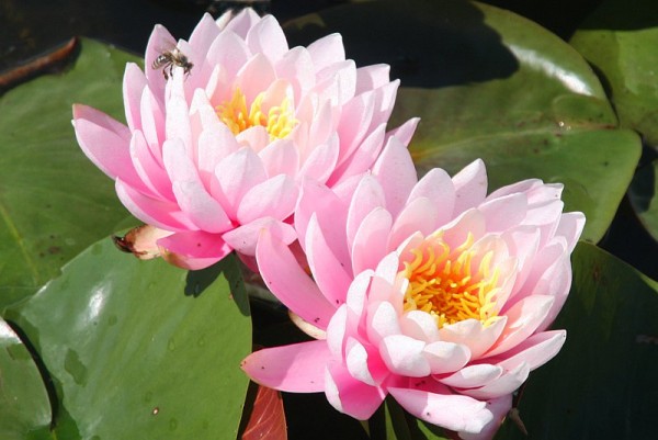 Nymphaea `Perry`s Pink Heaven` - Winterharte Seerose