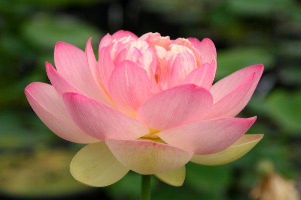 Nelumbo `Mrs. Perry D. Slocum` - Lotosblume